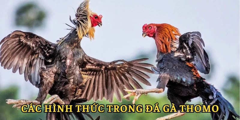 Những hình thức tham gia hấp dẫn