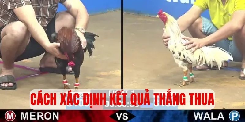 Cách xác định kết quả thắng thua trong chọi kê cựa dao