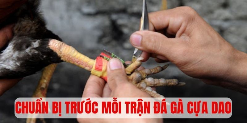 Khám phá quy trình chuẩn bị trước mỗi trận đá gà cựa dao