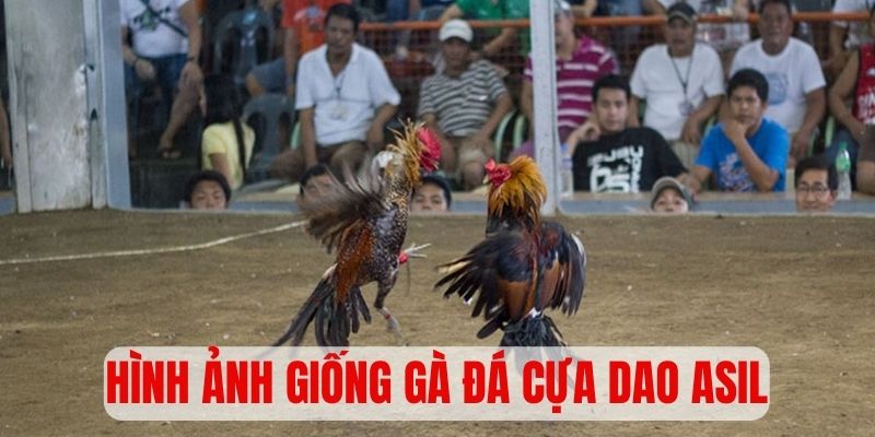 Hình ảnh giống gà đá cựa dao Asil đẳng cấp