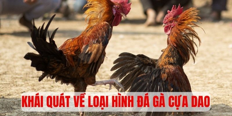 Khái quát sơ lược về loại hình chọi kê cựa dao