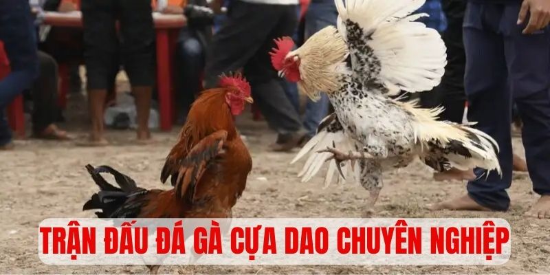 Hàng trăm trận đấu đá gà cựa dao ở các giải chuyên nghiệp